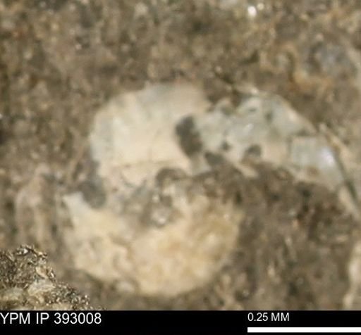 Scaphites sp.