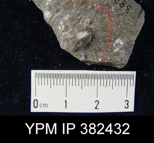 Derbya sp.