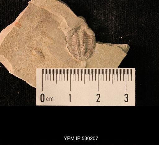Elrathia kingi