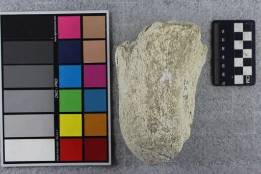 Menodus giganteus