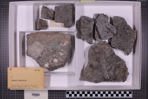 mixed taxa, stratigraphic collection