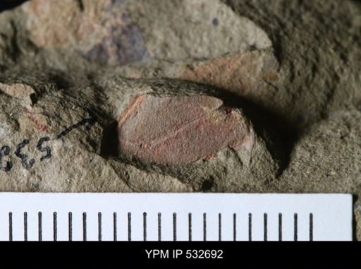 Cothurnocystis?