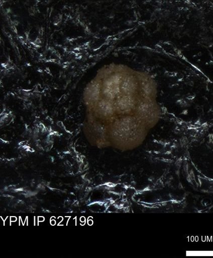undet. Foraminiferida