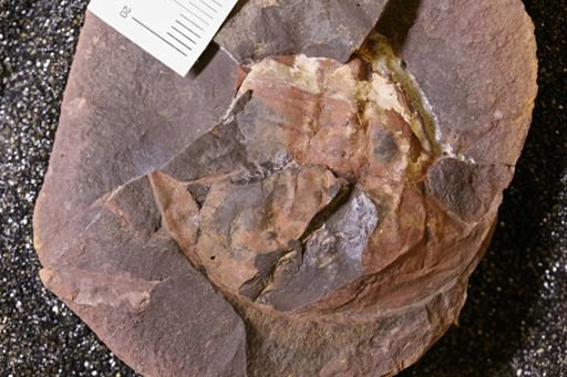 Euproops danae