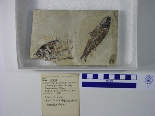Knightia eocaena