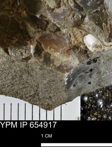 Lingulida