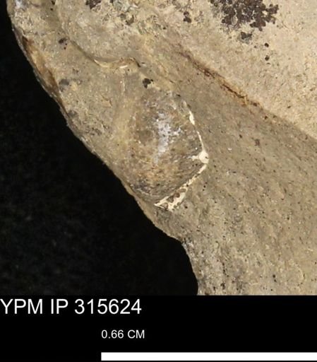 Mollusca