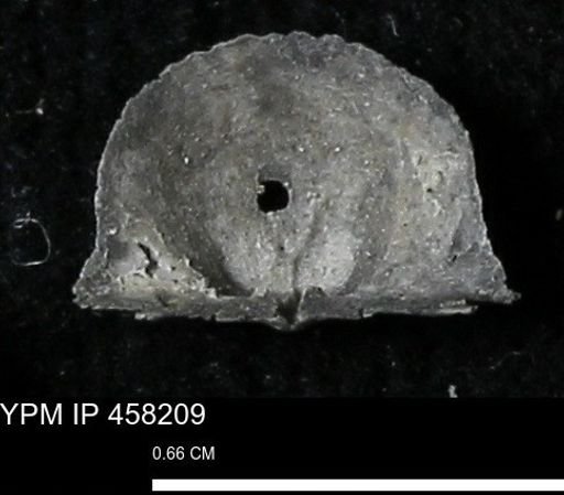 Chonetes mucronatus