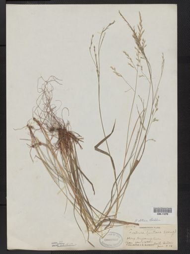Festuca subverticillata