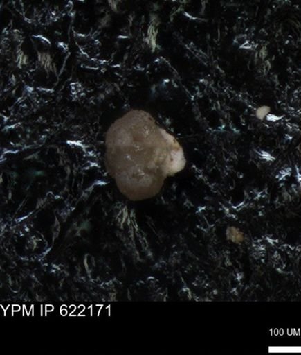 undet. Foraminiferida
