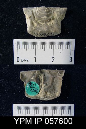 Leptaena rhomboidalis