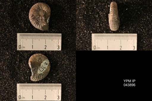 Hoploscaphites nicolletii