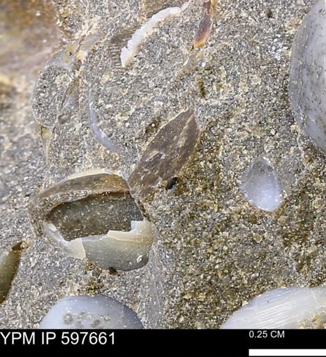 Protocardia?