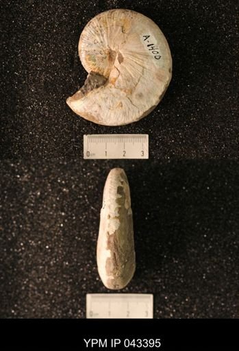 Hoploscaphites nicolletii