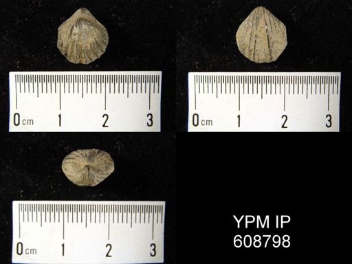 Rhynchospira sp.