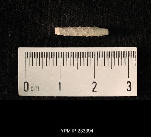 Archaeocidaris sp.