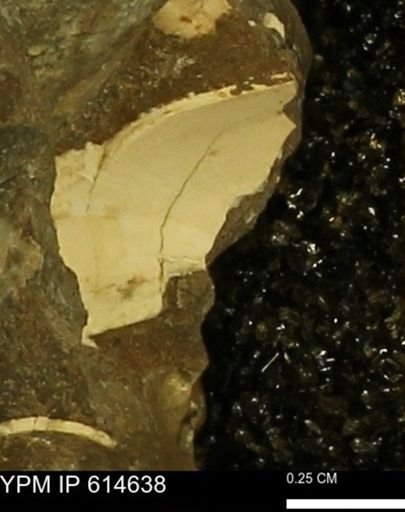 undet. Mollusca
