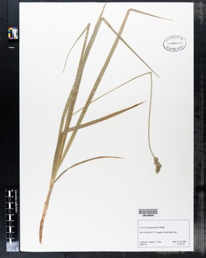 Carex sparganioides