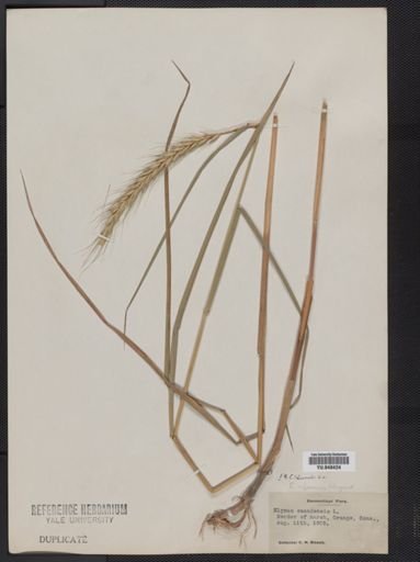 Elymus riparius