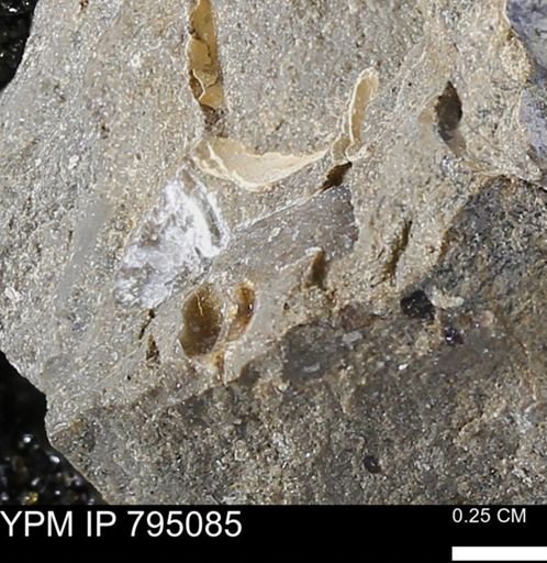undet. Mollusca
