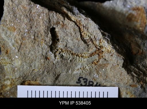 undet. Stelleroidea