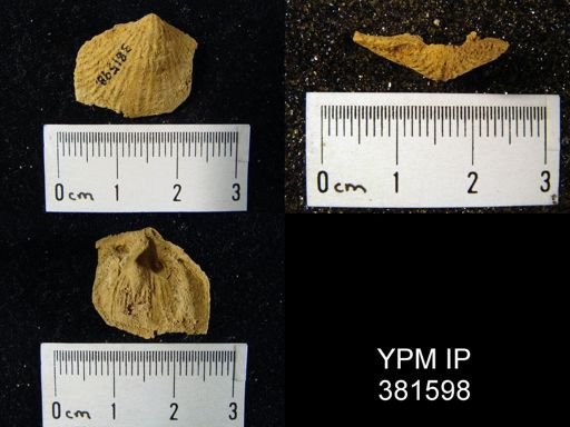Atrypa reticularis