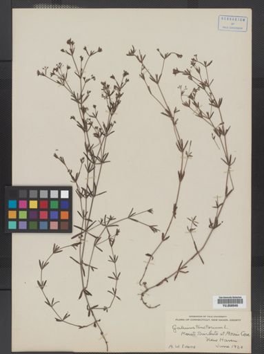 Galium tinctorium