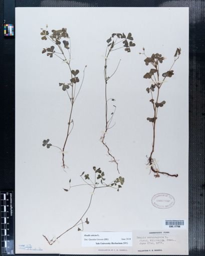 Oxalis corniculata