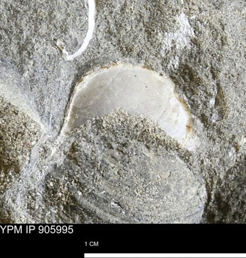 Limopsis striatopunctatus