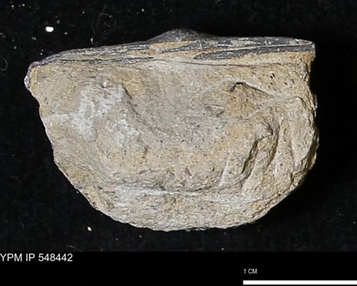 Stropheodonta kemperi
