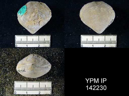 Athyris capillata