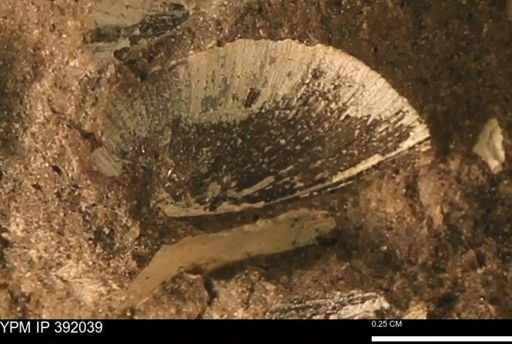 Protocardia sp.