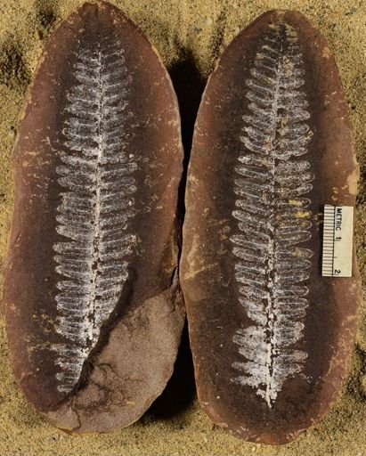 Pecopteris