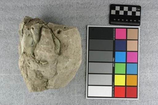 Eporeodon sp.
