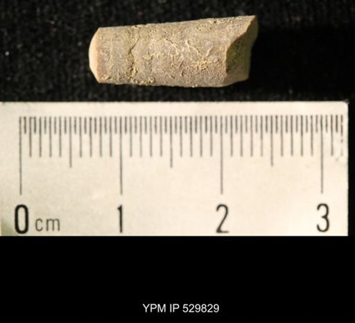 Pseudorthoceras knoxense