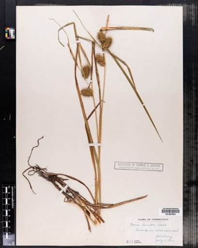 Carex lurida