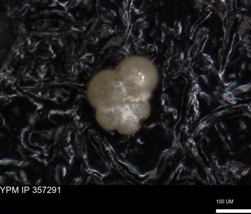 undet. Foraminiferida