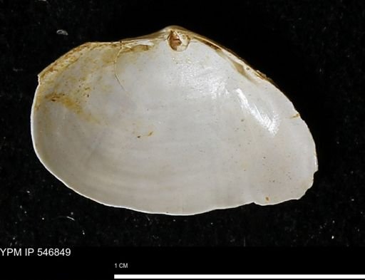 Cumingia tellinoides