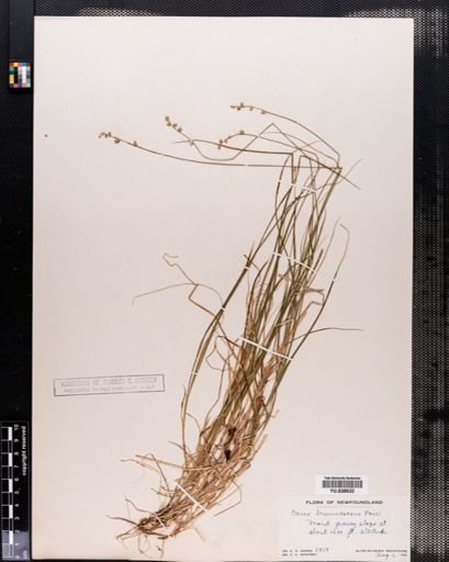 Carex brunnescens