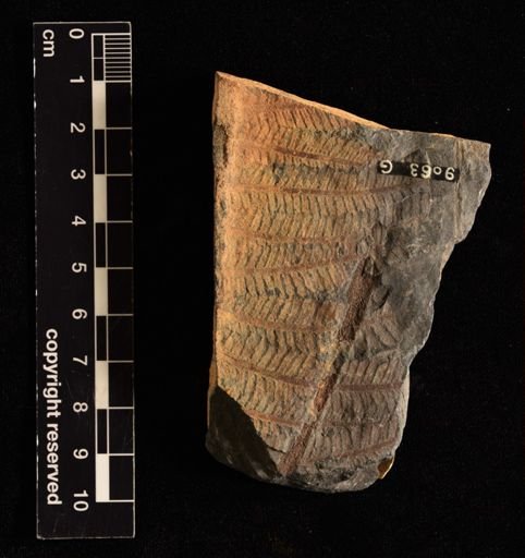 Pecopteris bullatus