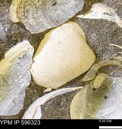 Limopsis striatopunctatus