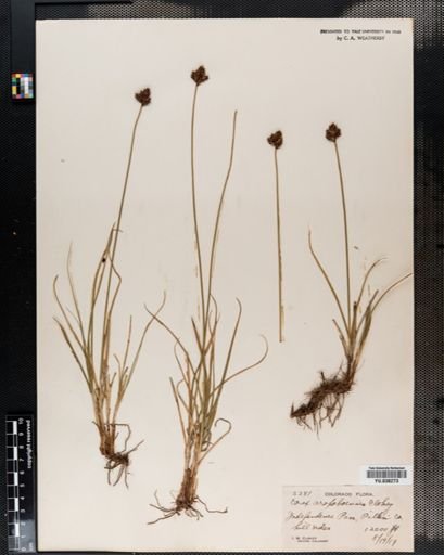 Carex