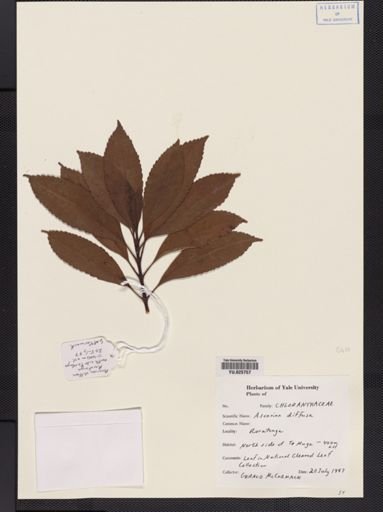 Ascarina diffusa