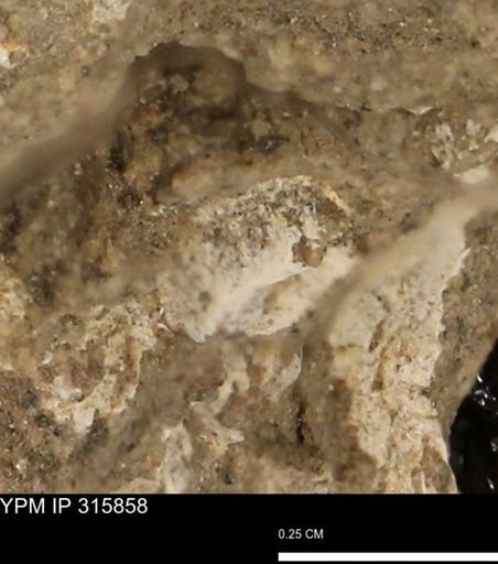 undet. Mollusca