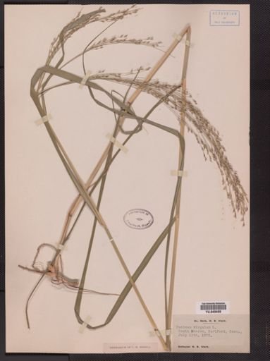 Panicum virgatum