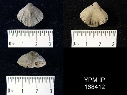 Uncinulus nucleolatus