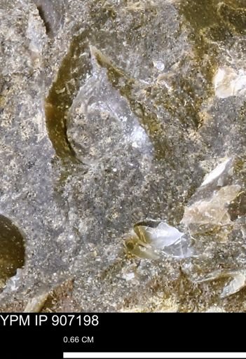 undet. Mollusca