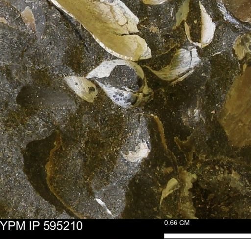 Protocardia sp.