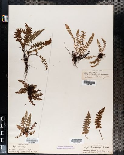 Asplenium bradleyi
