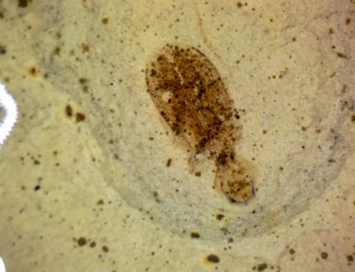 undet. Coleoptera